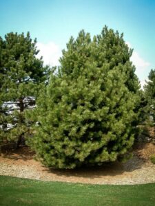 Сосна Чёрная (Pinus Nigra) купить по цене от 270.00р. в интернет-магазине «Посадика» с доставкой почтой в в Ессентукие и по всей России – [изображение №1].