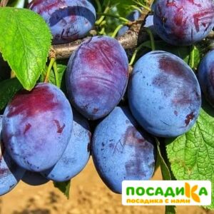 Слива Чачакская ранняя купить по цене от 229.00р. в интернет-магазине «Посадика» с доставкой почтой в в Ессентукие и по всей России – [изображение №1].