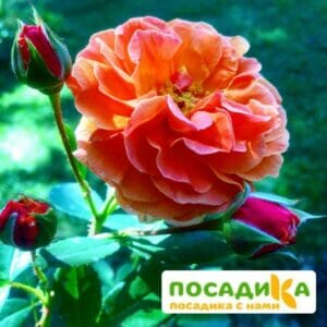 Роза Арабия купить по цене от 350.00р. в интернет-магазине «Посадика» с доставкой почтой в в Ессентукие и по всей России – [изображение №1].