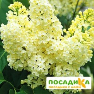 Сирень Примроуз (Primrose) купить по цене от 529.00р. в интернет-магазине «Посадика» с доставкой почтой в в Ессентукие и по всей России – [изображение №1].