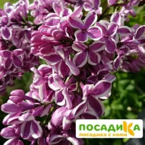 Сирень Сенсация купить по цене от 529.00р. в интернет-магазине «Посадика» с доставкой почтой в в Ессентукие и по всей России – [изображение №1].