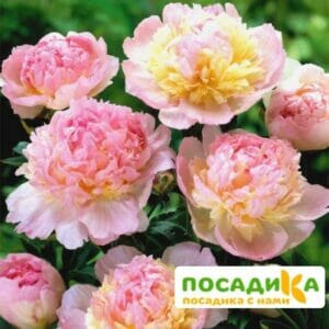 Пион Распберри Сандей (Paeonia Raspberry Sundae) купить по цене от 959р. в интернет-магазине «Посадика» с доставкой почтой в в Ессентукие и по всей России – [изображение №1].