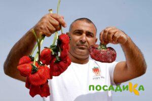 Клубника Гигант Джорнея купить по цене от 266р. в интернет-магазине «Посадика» с доставкой почтой в в Ессентукие и по всей России – [изображение №1].