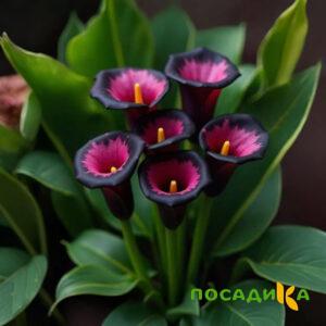 Калла Аура Лейс купить по цене от 400р. в интернет-магазине «Посадика» с доставкой почтой в в Ессентукие и по всей России – [изображение №1].