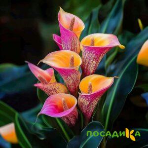 Калла Оникс купить по цене от 450р. в интернет-магазине «Посадика» с доставкой почтой в в Ессентукие и по всей России – [изображение №1].