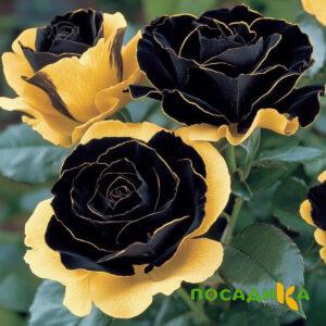 Роза Ханни Сикл купить по цене от 700р. в интернет-магазине «Посадика» с доставкой почтой в в Ессентукие и по всей России – [изображение №1].
