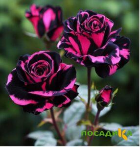 Роза Багровый Шепот купить по цене от 366р. в интернет-магазине «Посадика» с доставкой почтой в в Ессентукие и по всей России – [изображение №1].