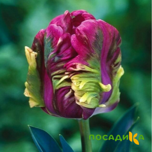 Тюльпан Экзотик Хэвен купить по цене от 186р. в интернет-магазине «Посадика» с доставкой почтой в в Ессентукие и по всей России – [изображение №1].