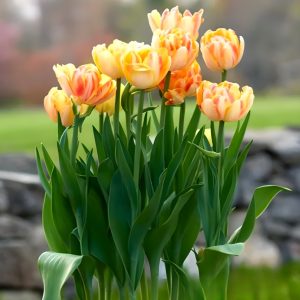 Тюльпан Верона Санрайз купить по цене от 280р. в интернет-магазине «Посадика» с доставкой почтой в в Ессентукие и по всей России – [изображение №1].