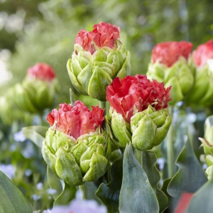 Тюльпан Бычий Глаз купить по цене от 275р. в интернет-магазине «Посадика» с доставкой почтой в в Ессентукие и по всей России – [изображение №1].