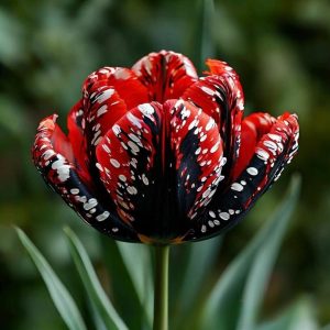 Тюльпан Вельвет Файер купить по цене от 394р. в интернет-магазине «Посадика» с доставкой почтой в в Ессентукие и по всей России – [изображение №1].