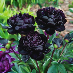 Пион Королевский Бархат купить по цене от 419р. в интернет-магазине «Посадика» с доставкой почтой в в Ессентукие и по всей России – [изображение №1].